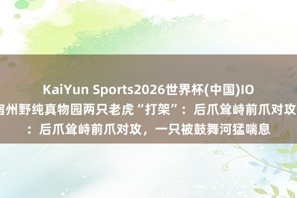 KaiYun Sports2026世界杯(中国)IOS/安卓官方下载 安徽宿州野纯真物园两只老虎“打架”：后爪耸峙前爪对攻，一只被鼓舞河猛喘息