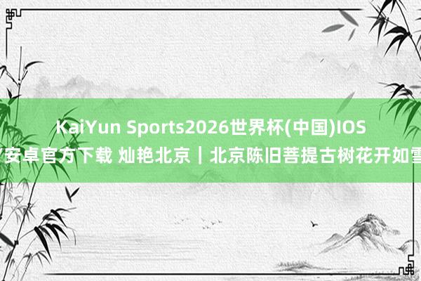 KaiYun Sports2026世界杯(中国)IOS/安卓官方下载 灿艳北京｜北京陈旧菩提古树花开如雪